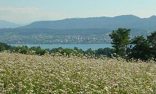 Buchweizen